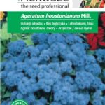 Kék bojtocska, Ageratum houstonianum Mill. - 1 g