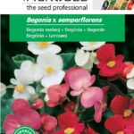 Begónia, Begonia x semperflorens - 0,02 g