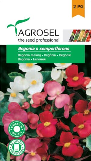 Begónia, Begonia x semperflorens - 0,02 g