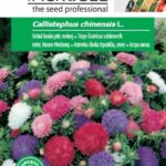 Törpe őszirózsa színkeverék, Callistephus chinensis L. - 0,7 g