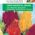 Kakastaréj színkeverék, Celosia argentea var. plumosa - 0,5 g