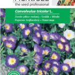 Szulák, Convolvulus tricolor L. - 2 g