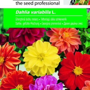 Teltvirágú dália színkeverék, Dahlia variabilis L. - 1 g