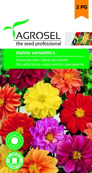 Teltvirágú dália színkeverék, Dahlia variabilis L. - 1 g