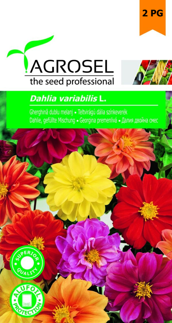 Teltvirágú dália színkeverék, Dahlia variabilis L. - 1 g