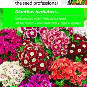 Törökszegfű színkeverék, Dianthus barbatus L. - 1 g