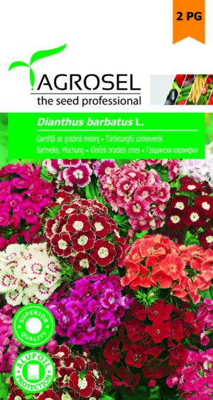 Törökszegfű színkeverék, Dianthus barbatus L. - 1 g