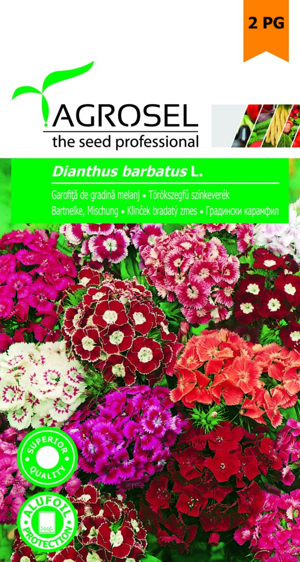 Törökszegfű színkeverék, Dianthus barbatus L. - 1 g