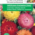 Szalmavirág, szinkeverék, Helichrysum bracteatum (Vent) - 1 g