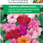 Törpe nebáncsvirág színkeverék, Impatiens walleriana Hook.f. - 0,1 g