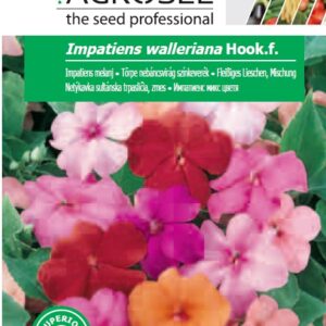 Törpe nebáncsvirág színkeverék, Impatiens walleriana Hook.f. - 0,1 g