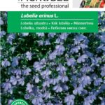 Kék lobélia, Lobelia erinus L. - 0,3 g