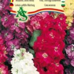 Teltvirágú viola színkeverék, Matthiola incana (L.) W.T. Aiton - 0,75 g