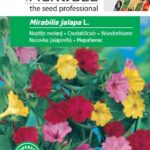 Csodatölcsér, Mirabilis jalapa L. - 5 g