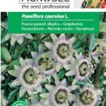 Golgotavirág, Passiflora caerulea L. - 0,35 g