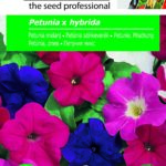 Petúnia színkeverék, Petunia x hybrida - 0,75 g