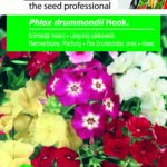 Lángvirág színkeverék, Phlox drummondii Hook. - 0,75 g