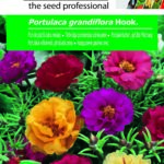 Teltvirágú porcsinrózsa színkeverék, Portulaca grandiflora Hook. - 0,35 g