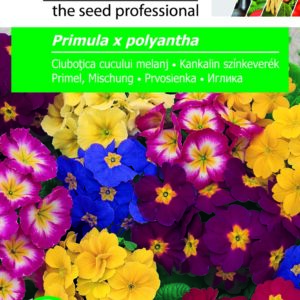 Kankalin színkeverék, Primula x polyantha - 0,1 g