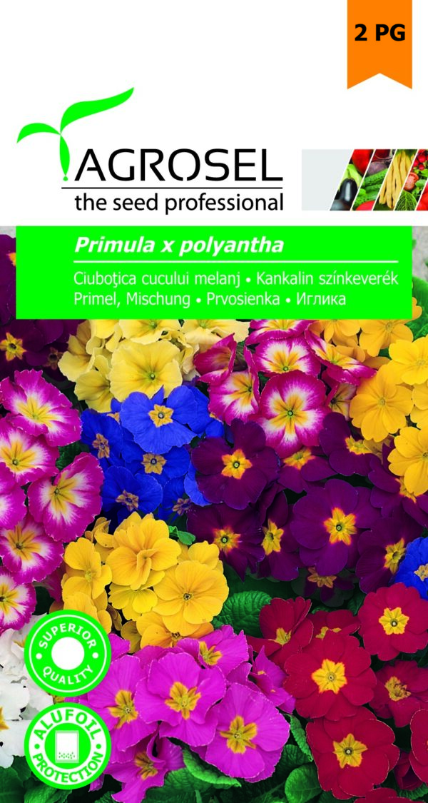 Kankalin színkeverék, Primula x polyantha - 0,1 g