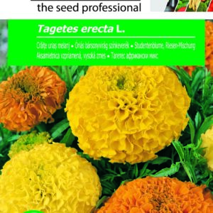 Óriás bársonyvirág színkeverék, Tagetes erecta L. - 1 g