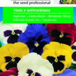 Árvácska színkeverék, Viola x wittrockiana - 0,25 g