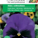 Kék árvácska, Viola x wittrockiana - 0,25 g
