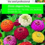 Törpe rézvirág, Zinnia elegans Jacq. - 2 g