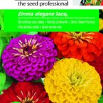 Rézvirág színkeverék, Zinnia elegans Jacq. - 2 g