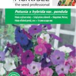 Csüngő petúnia színkeverék, Petunia x hybrida var. pendula - 0,5 g
