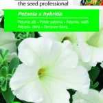 Fehér petúnia, Petunia x hybrida - 0,75 g