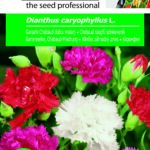 Chabaud szegfű színkeverék, Dianthus caryophyllus L. - 0,5 g