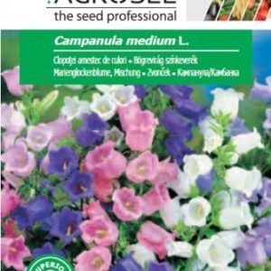 Bögrevirág színkeverék, Campanula medium L. - 0,6 g