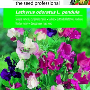 Lednek, Lathyrus odoratus L. pendula - 3 g