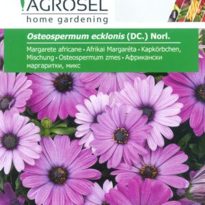 Afrikai Margaréta, Osteospermum ecklonis (DC.) Norl. - 0,5 g - 0,5 g