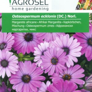 Afrikai Margaréta, Osteospermum ecklonis (DC.) Norl. - 0,5 g