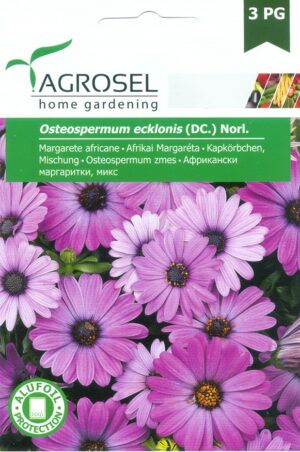 Afrikai Margaréta, Osteospermum ecklonis (DC.) Norl. - 0,5 g - 0,5 g