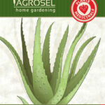 Aloe vera, Aloe vera L. Burm.f. 8 szem