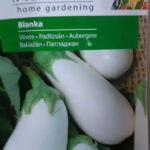 Padlizsán, Blanka - 1,5 g