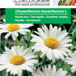 Évelő margaréta, Chrysanthemum leucanthemum L. - 2 g