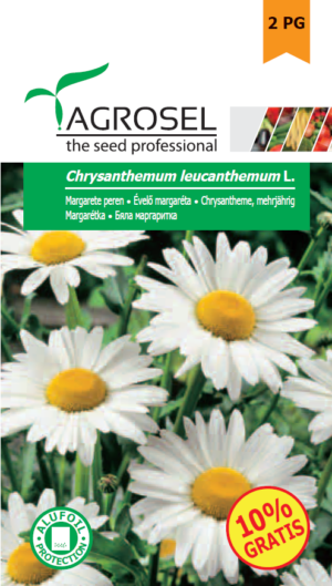 Évelő margaréta, Chrysanthemum leucanthemum L. - 2 g