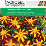 Kétszínű törpe bársonyvirág, Tagetes patula L. var. nana - 1 g