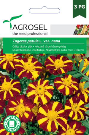 Kétszínű törpe bársonyvirág, Tagetes patula L. var. nana - 1 g