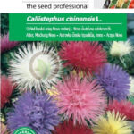 Nova őszirózsa színkeverék, Callistephus chinensis L. - 1 g