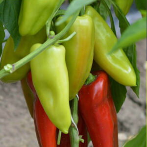 Paprika (kápia), Apulum F1 - 20 szem - 2 g