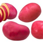 Red Scarlett vetőburgonya - 50 szem