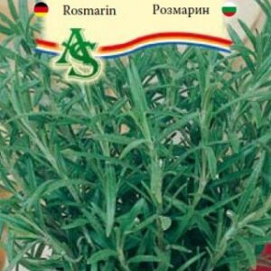 Rozmaring, Rosmarinus officinalis L. - 0,1 g