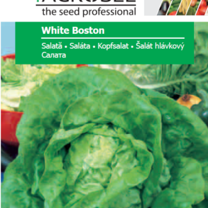Saláta, White Boston - 1,75 g