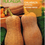 Sütőtök, Butternut Rugosa - 5 g