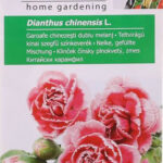 Teltvirágú kínai szegfű színkeverék, Dianthus chinensis L. - 1 g